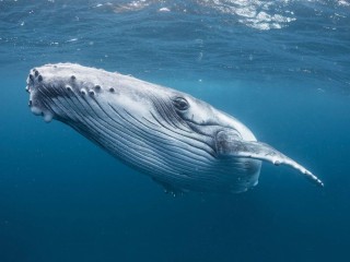 Kripto Dünyası Fed'in Zam Kararı İçin Hazırlanırken Bitcoin Balinaları Son 24 Saatte 3.12 Milyar Dolar BTC Satın Aldı